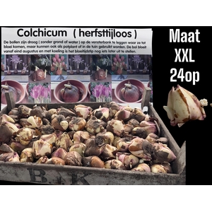 COLCHICUM GIANT