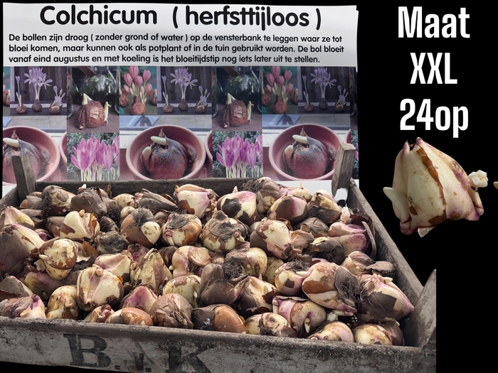 <h4>COLCHICUM GIANT</h4>