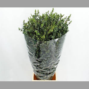 Euca Parvifolia 300gr P Bunch