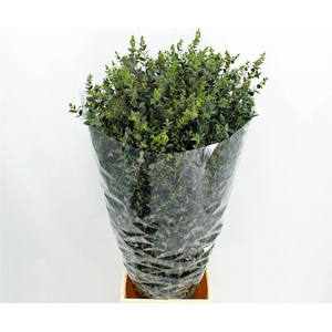 Euca Parvifolia 300gr P Bunch