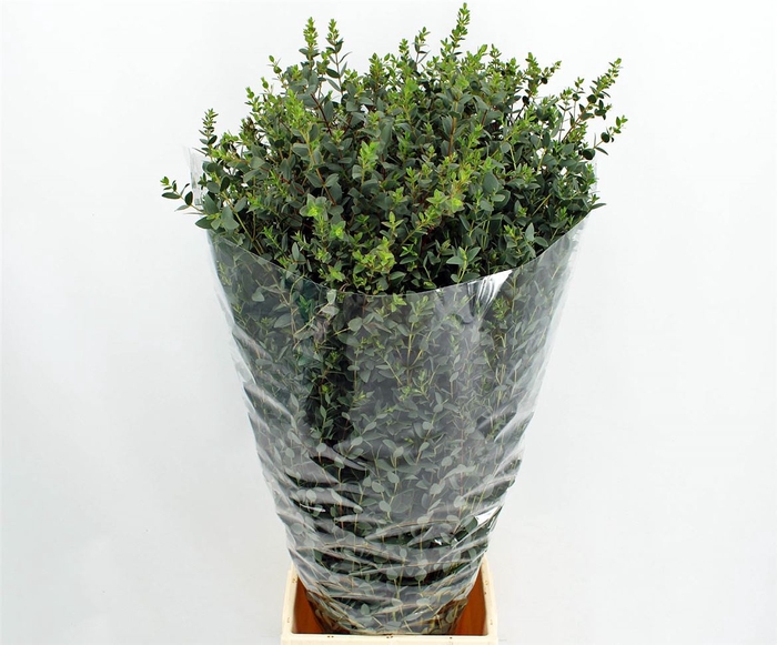 <h4>Euca Parvifolia 300gr P Bunch</h4>