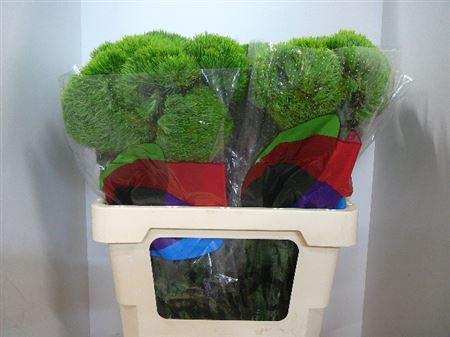 <h4>Di Barb Kiwi Mellow</h4>