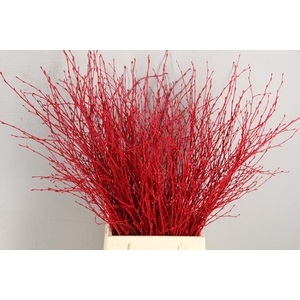 Betula Bs Red Fst