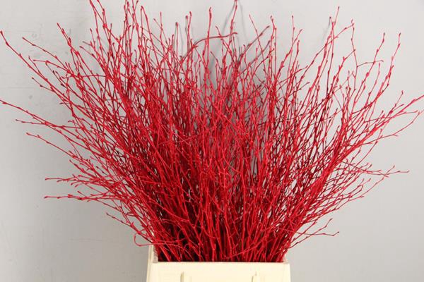 Betula Bs Red Fst