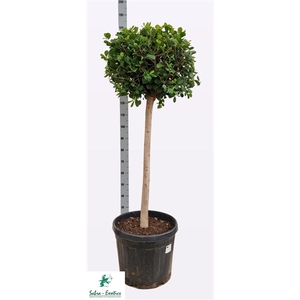 FICUS MOCLAME PANDA