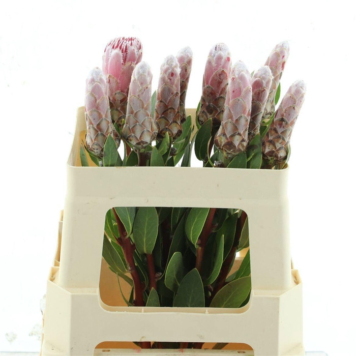 <h4>PROTEA IVY</h4>