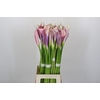 Zantedeschia Eydolls Purple White