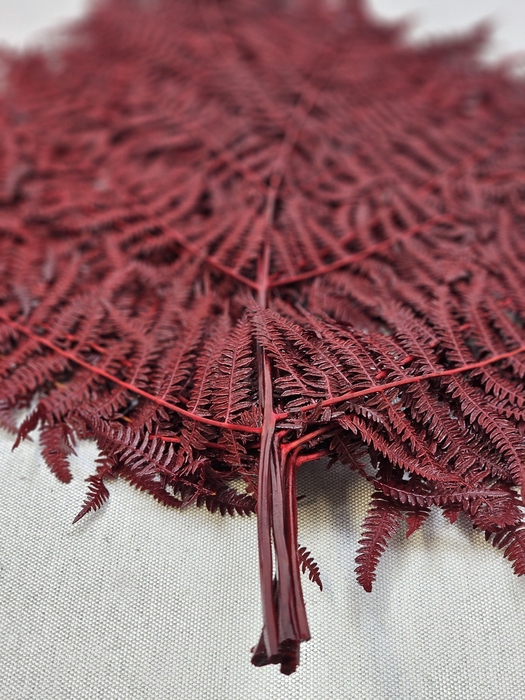 <h4>GESTABILISEERD VAREN BORDEAUX</h4>