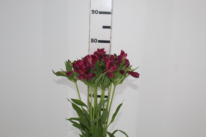 <h4>ALSTROEMERIA NAPOLI 080 CM</h4>