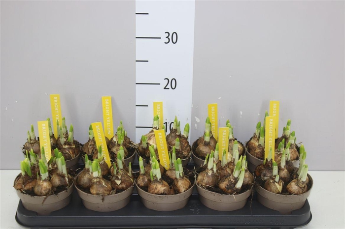 <h4>Narcis Tete A Tete</h4>