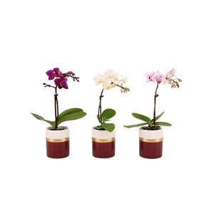 Dolomite Horizon Bordeaux Tiny Dolls Mix 1T7+ Aqu@