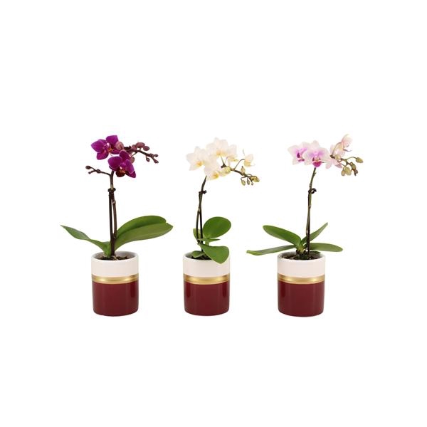 <h4>Dolomite Horizon Bordeaux Tiny Dolls Mix 1T7+ Aqu@</h4>