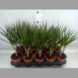 Dracaena marg.
