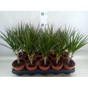 Dracaena marg.