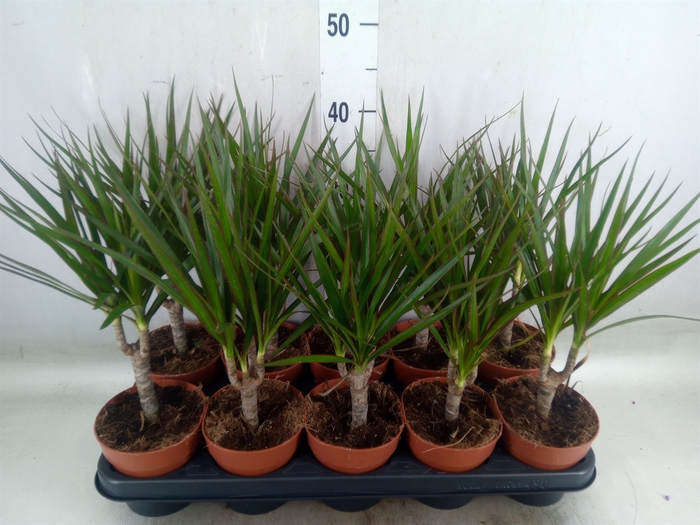 <h4>Dracaena marg.</h4>