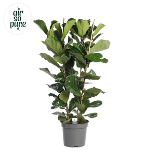 Ficus Lyrata, 3pp, p35 (Air so Pure)