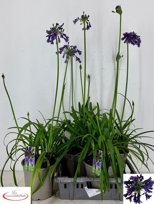 <h4>AGAPA POPPIN PURPLE</h4>