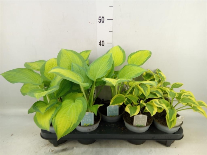 <h4>Hosta   ...</h4>