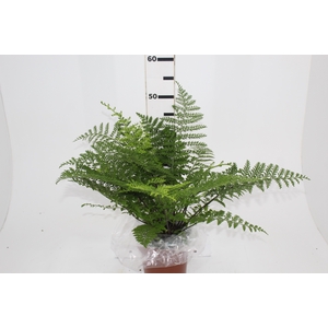 ASPLENIUM PARVATI P17
