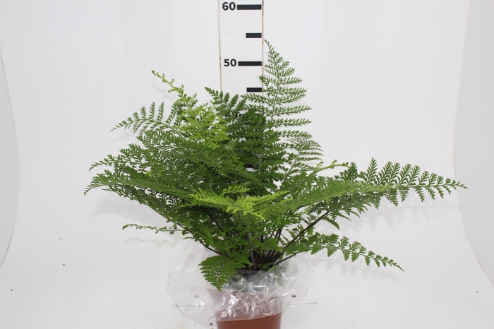 <h4>ASPLENIUM PARVATI P17</h4>