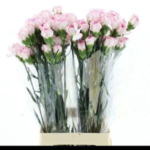 DI ST PASTEL DAMASCUS