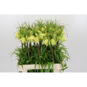Fritillaria Imperialis