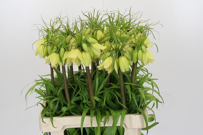 <h4>Fritillaria Imperialis</h4>