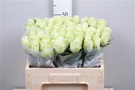 <h4>R Gr Athena</h4>