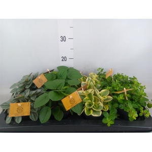 Peperomia   ...mix