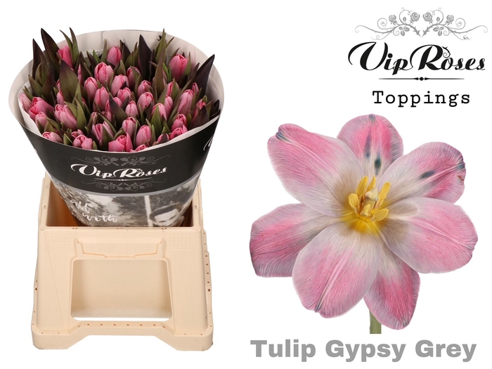 <h4>TU EN Paint GYPSY GREY</h4>