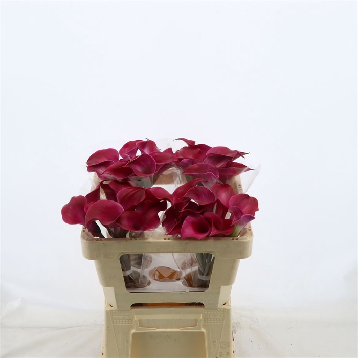 <h4>Calla Tokyo</h4>