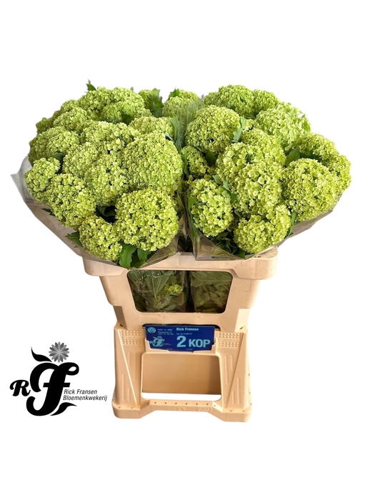 <h4>VIBURNUM ROSEUM ST</h4>