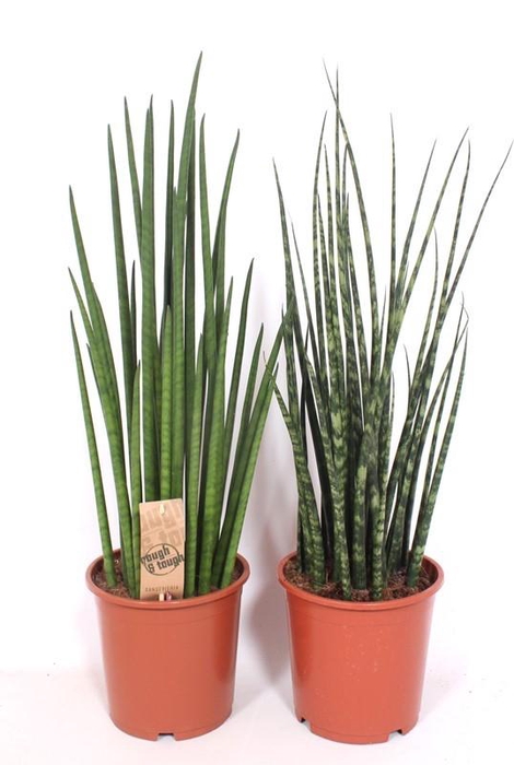 <h4>Sansevieria cylindrica overig</h4>