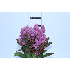 CAMARAO ROSA 050 CM