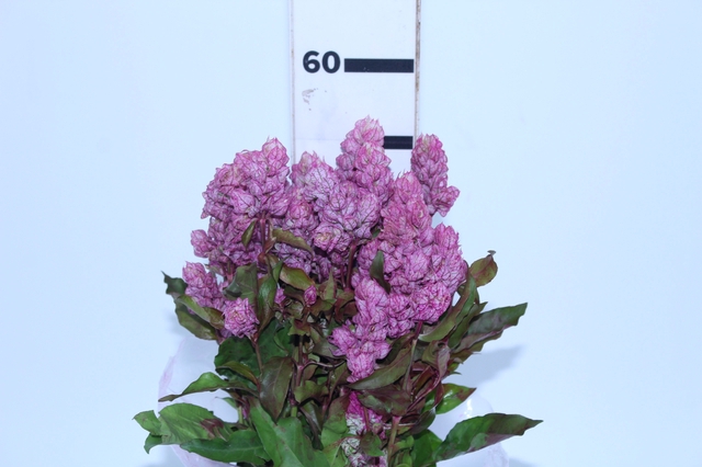 CAMARAO ROSA 050 CM