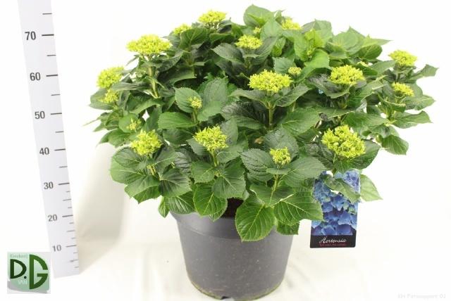 <h4>HYDR M EARLY</h4>