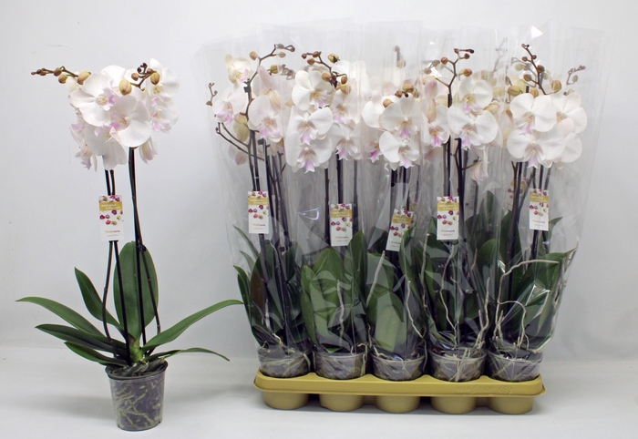 <h4>PHAL AN MAN MINDORO</h4>