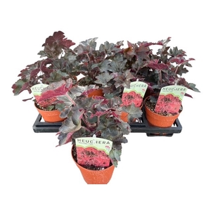 AEONIUM AB VELOURS