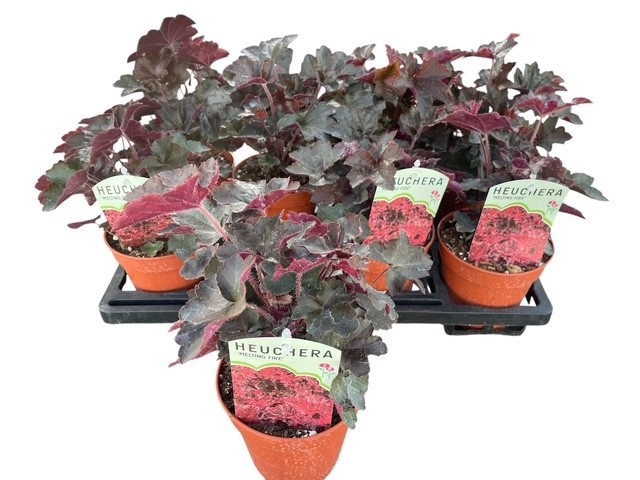 <h4>HEUCH MI PALACE PURP</h4>