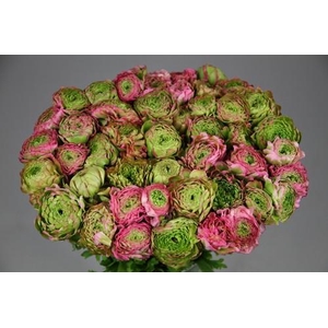 Ranunculus Pon Pon Aurora