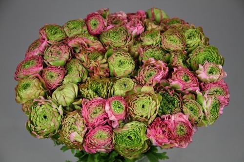 <h4>Ranunculus Pon Pon Aurora</h4>