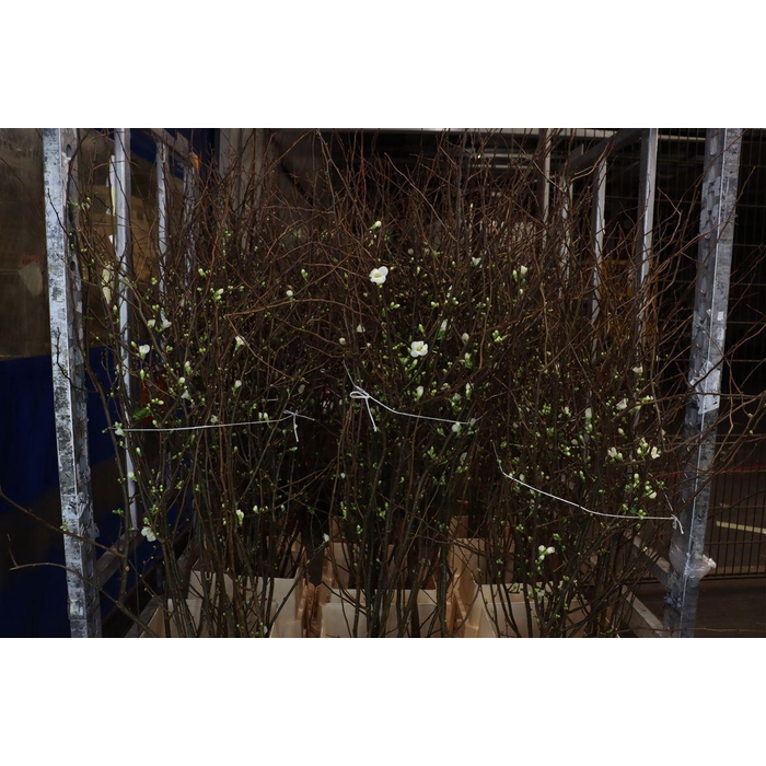 <h4>Chaenomeles Ivoor</h4>