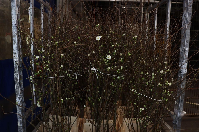 <h4>Chaenomeles Ivoor</h4>