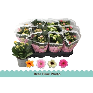 KAL GE GEM TWEEKL BL