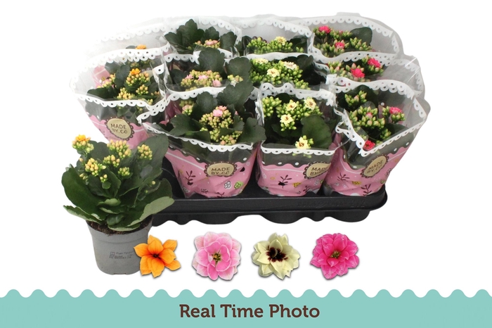 <h4>KAL GE GEM TWEEKL BL</h4>