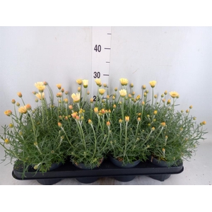 Rhodanthemum hosm. 'Zagora Yellow'