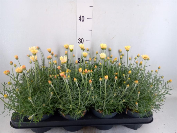 <h4>Rhodanthemum hosm. 'Zagora Yellow'</h4>