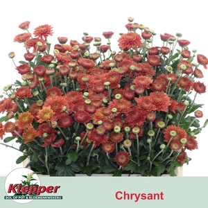 CHR T BLENDA RED