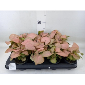 Syngonium  'Red Heart'