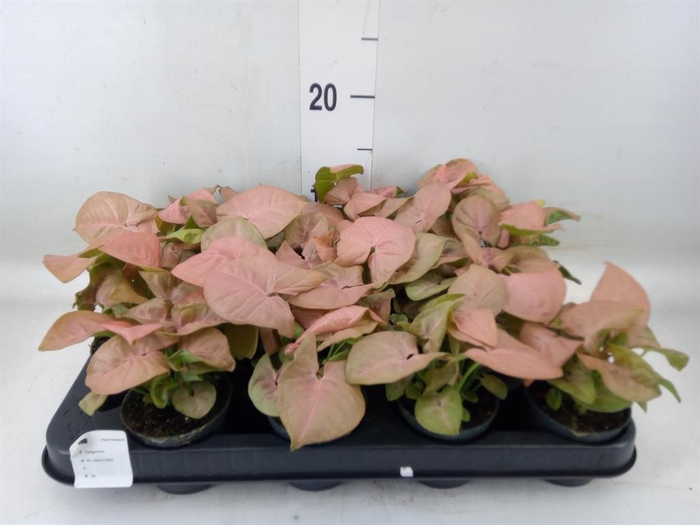 <h4>Syngonium  'Red Heart'</h4>